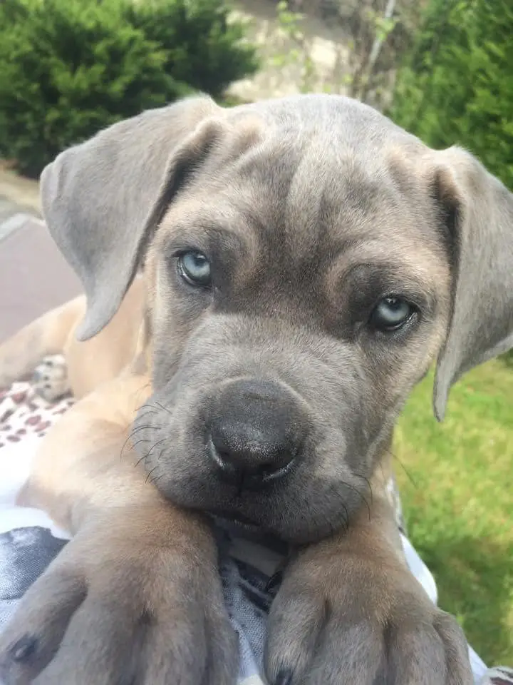 Chiot